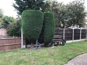 Conifers topped and trimmed Hockley Conifers topped and trimmed Hockley