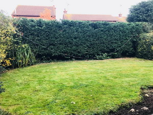 Cherry tree removed and bay tree topped and shaped Hockley Cherry tree removed and bay tree topped and shaped Hockley